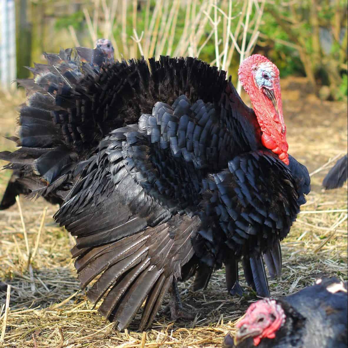 Black Turkey