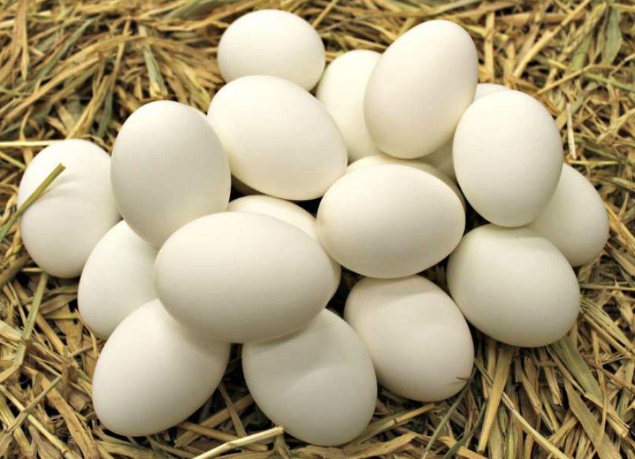 Duck Eggs