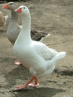 White Pilgirm