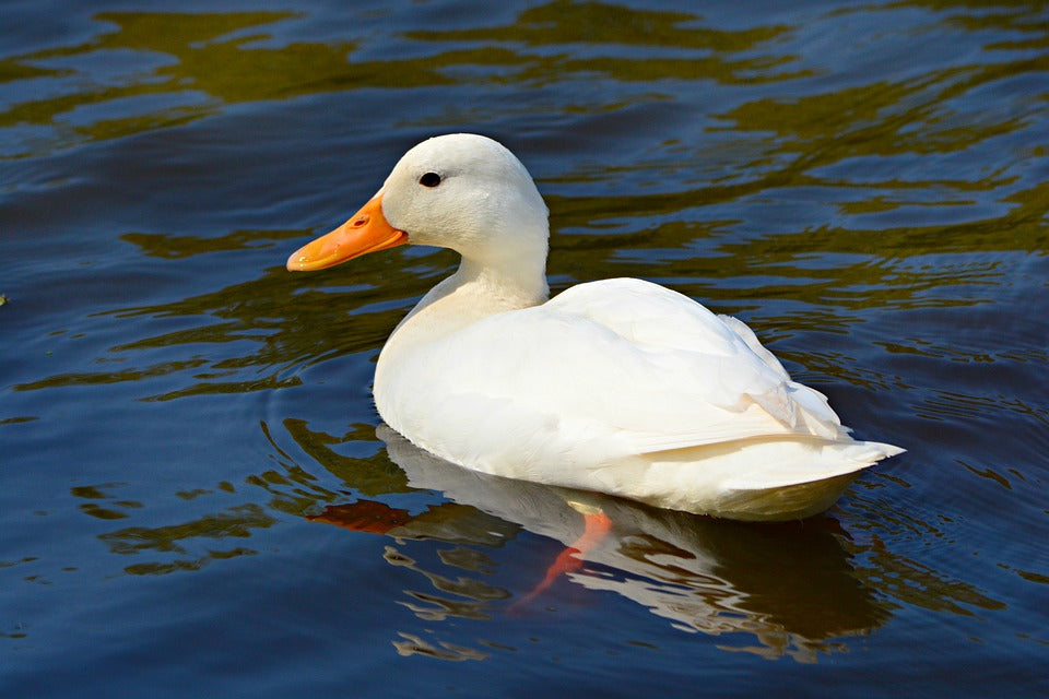 Duck Female