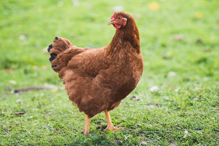 Country Female Cockerel